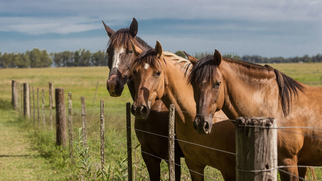 Estancia Day Ranch Buenos Aires